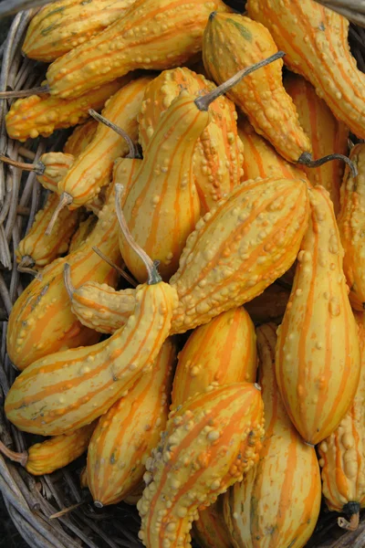 Zucche d'autunno — Foto Stock