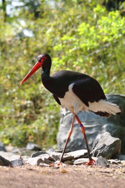 Billed stork clipart