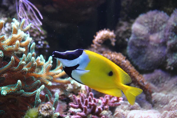 黄色小鱼 — 图库照片