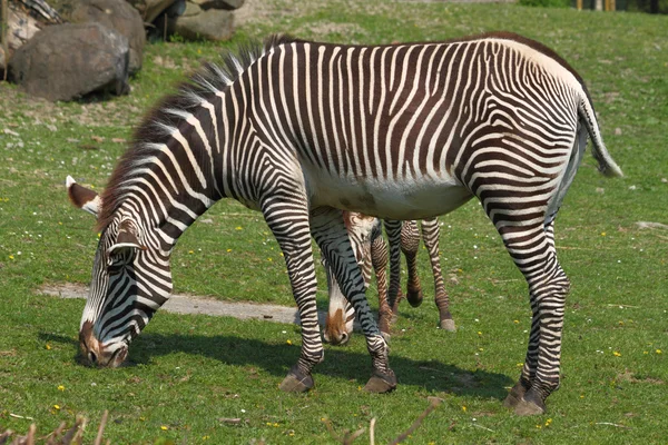 Zebra na grama — Fotografia de Stock