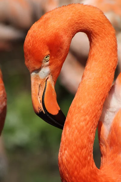Flamingo head — Stock Photo, Image