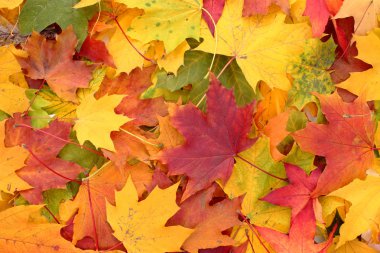 Autumn leaves clipart