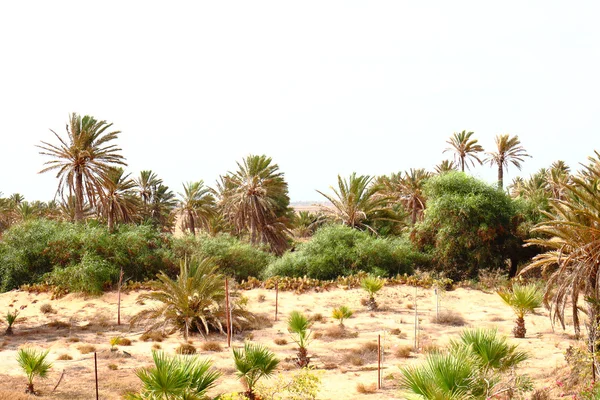 Oasis in Tunisia — Stock Photo, Image