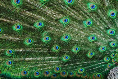 Peacock background clipart