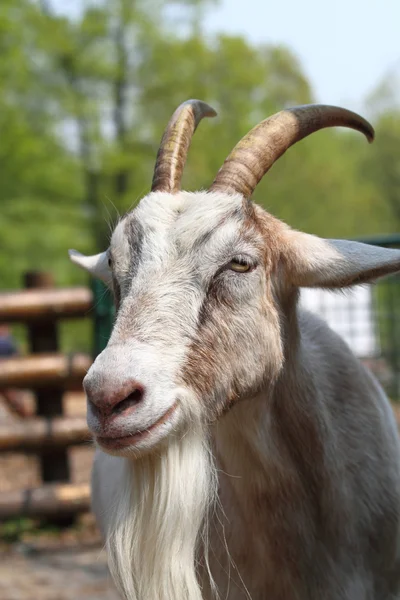 Brązowy głowa kozy — Zdjęcie stockowe