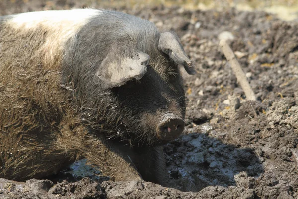 Cerdo de granja —  Fotos de Stock