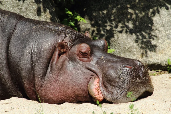 Pequeño hipopótamo — Stok fotoğraf