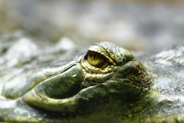 Œil d'alligator — Photo
