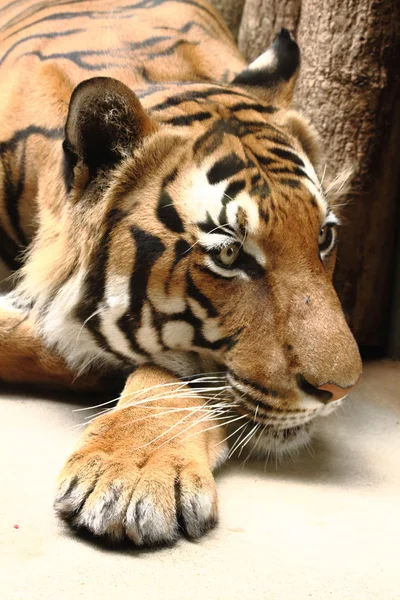 Tigre a riposo — Foto Stock