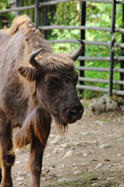 Vieux bison — Photo