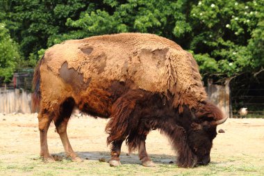 vahşi bison