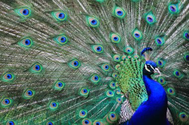 Peacock clipart