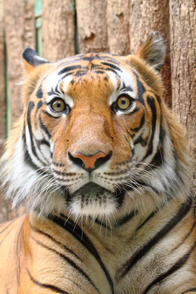 Голова тигра — стоковое фото