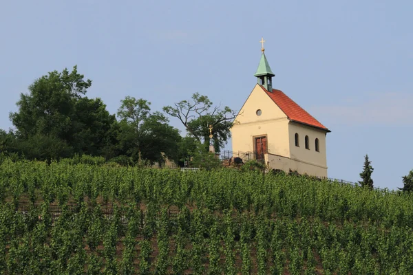 stock image Vinyeard in the Prague