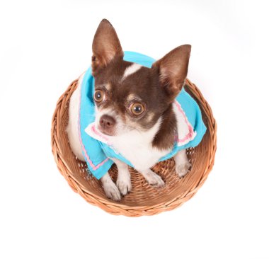 Sepette chihuahua