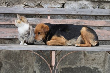 Kedi ve köpek.