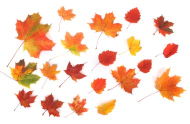 Autumn background clipart