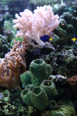 mercanlar