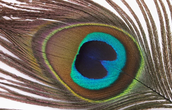 Feather of peacock — Stock Photo, Image