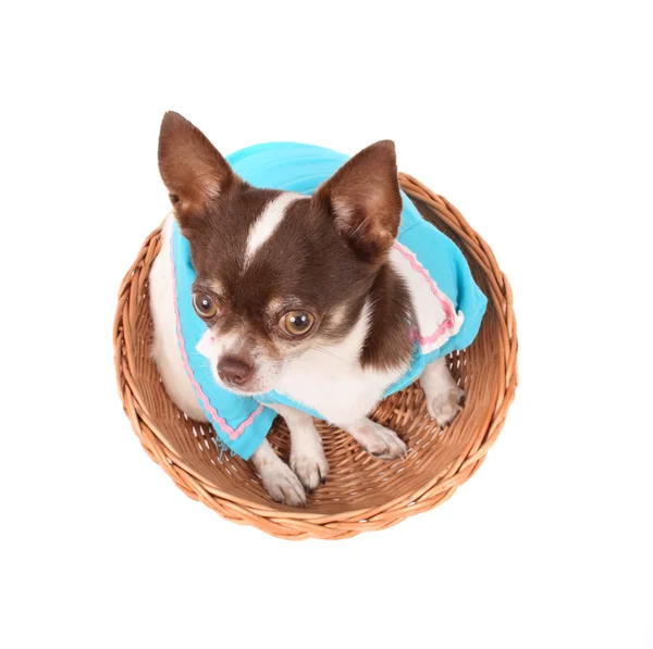 Chihuahua in the basket — Stock Photo, Image