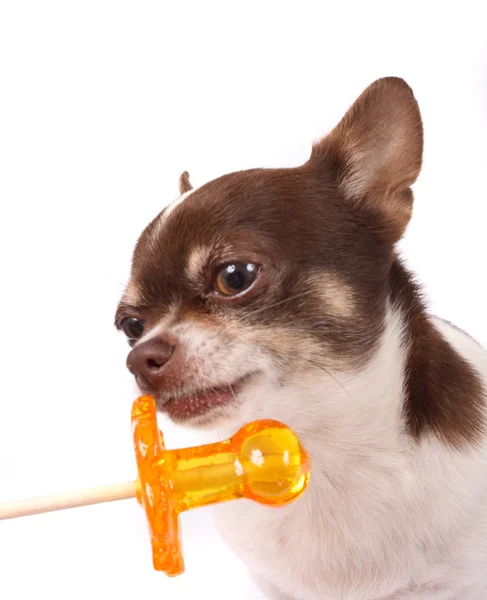 Chihuahua, nyalóka — Stock Fotó