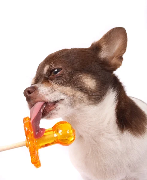 Chihuahua en lolly — Stockfoto