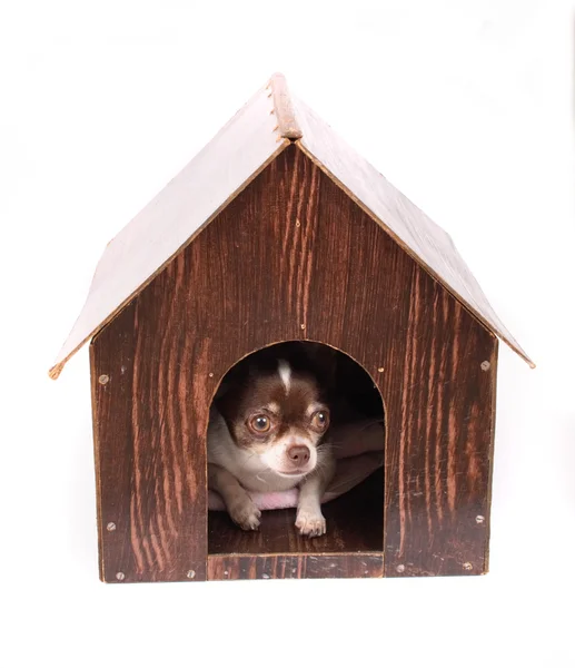 Chihuahua zu Hause — Stockfoto