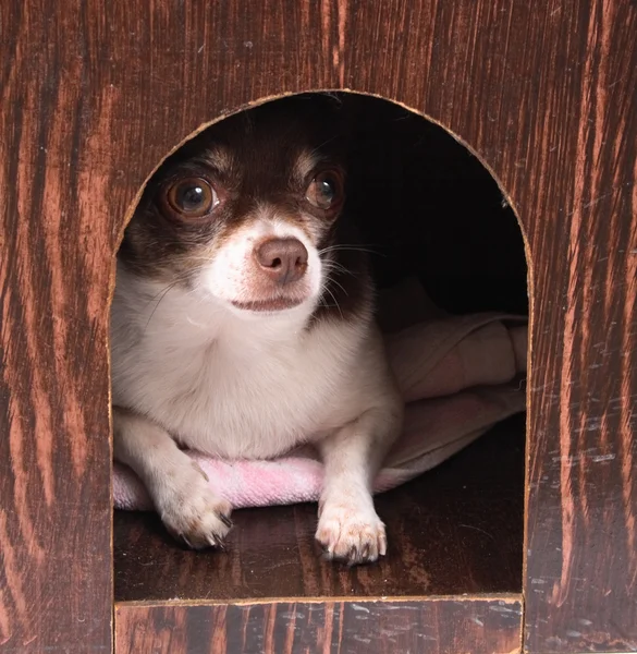 Chihuahua hemma — Stockfoto