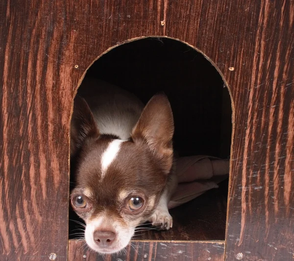 Stock image Chihuahua at home