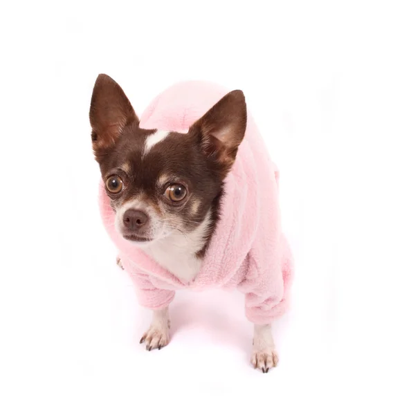 Chihuahua en rosa — Foto de Stock