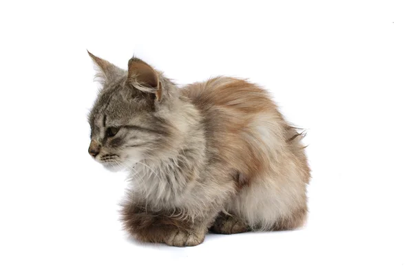 Furry cat — Stock Photo, Image