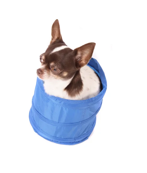 Chihuahua en la canasta — Foto de Stock