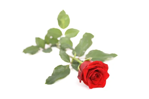 Rose on white — Stock Photo, Image