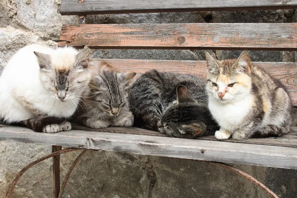 Γάτες σε σειρά — Φωτογραφία Αρχείου