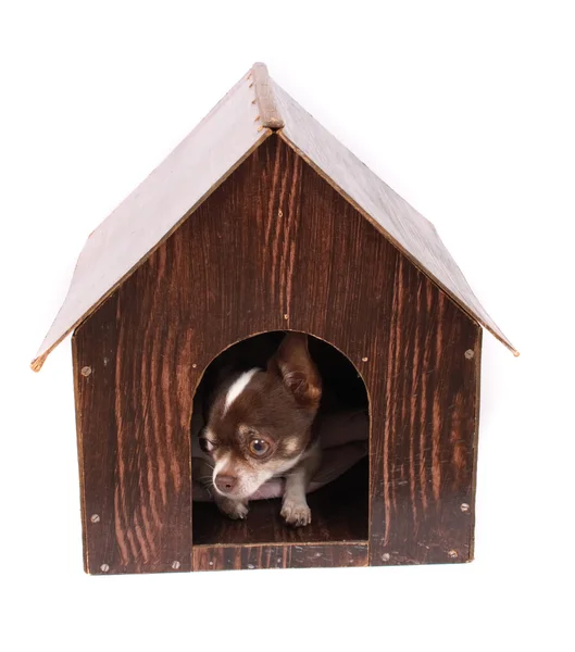 Chihuahua a casa sua — Foto Stock