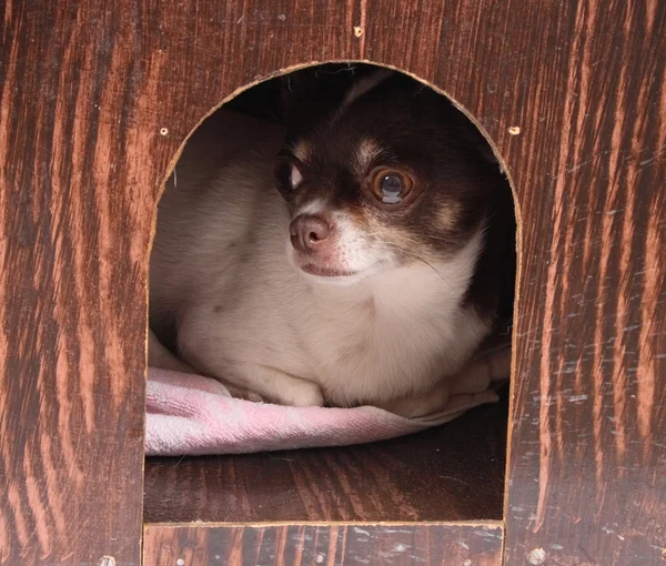 stock image Chihuahua at her home