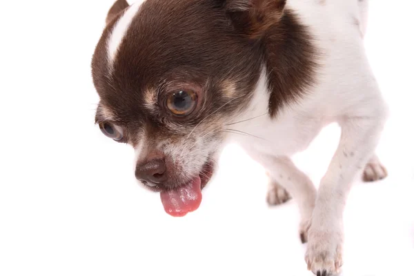 Chihuahua 'nın başı. — Stok fotoğraf