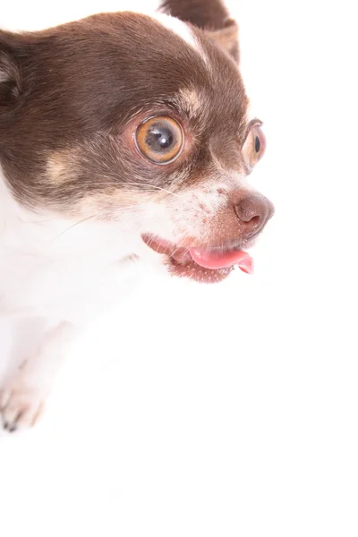 Szef Chihuahua — Zdjęcie stockowe