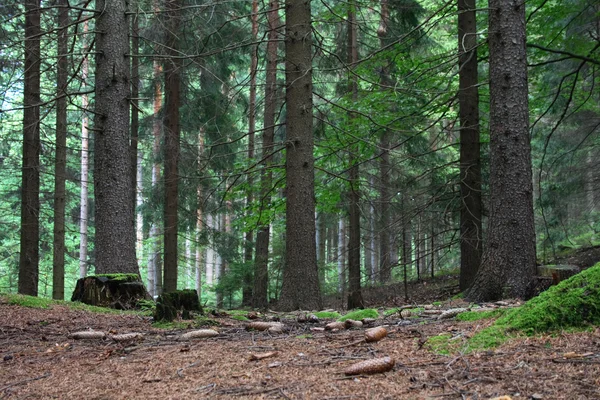 체코 숲 — 스톡 사진