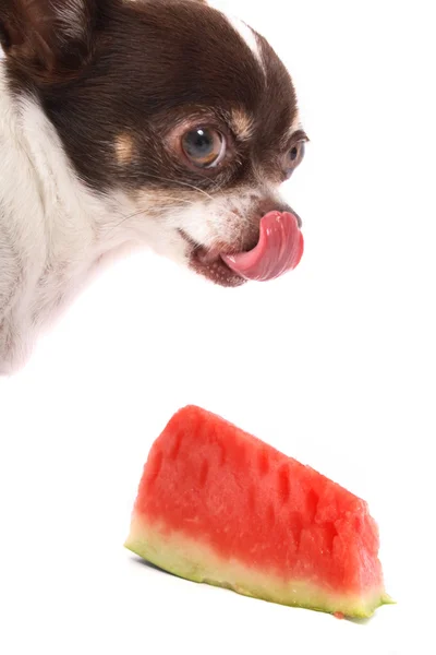Chihuahua und Wassermelone — Stockfoto