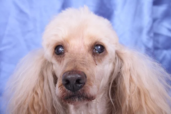 stock image Head of poodle