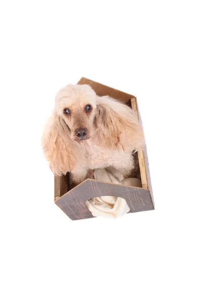 Poodle and small home — Stock Photo, Image