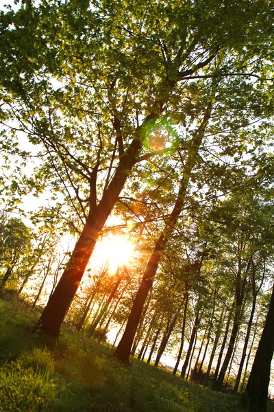 stock image Sunset in the forest