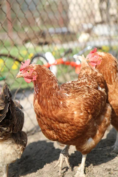 Stock image Chicken from farm