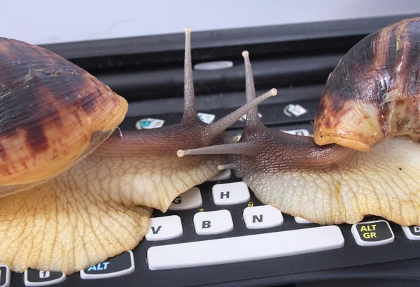 Snails and keyboard — Stock Photo, Image