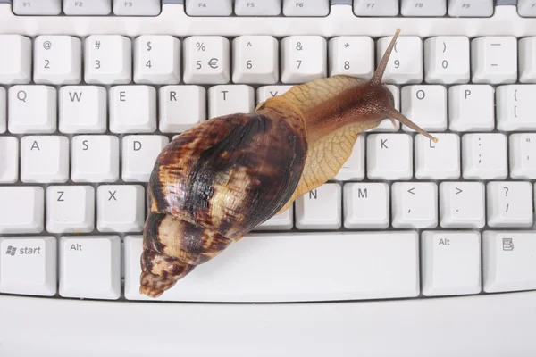 Snail and keyboard — Stock Photo, Image