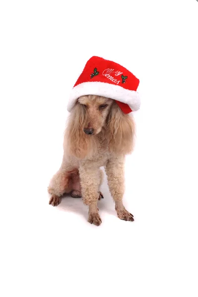 贵宾犬和圣诞 — 图库照片