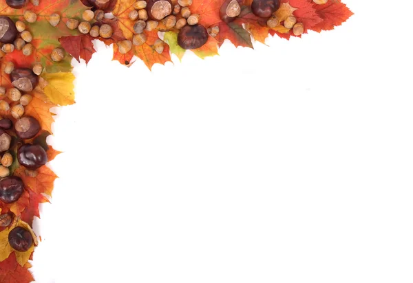 stock image Autumn leaves