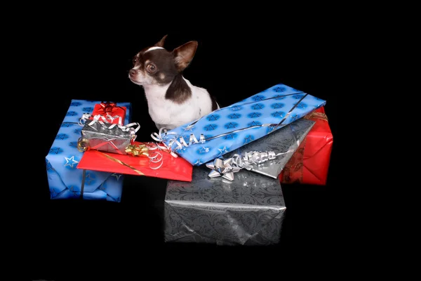Chihuahua and presents — Stock Photo, Image