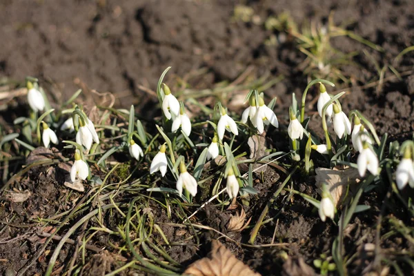 Jarní bílé květy — Stock fotografie